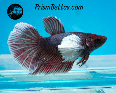Purple Dumbo Halfmoon Female