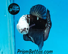 Load image into Gallery viewer, Black Samurai Marble Halfmoon Plakat Male