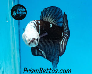 Black Samurai Marble Halfmoon Plakat Male