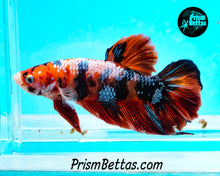 Load image into Gallery viewer, Rainbow Marble Halfmoon Plakat Male