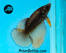 Load image into Gallery viewer, Gold Copper Halfmoon Female