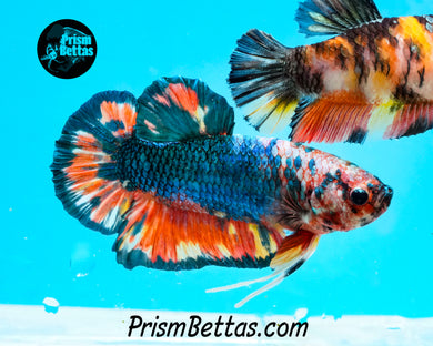 Rainbow Marble Halfmoon Plakat Male