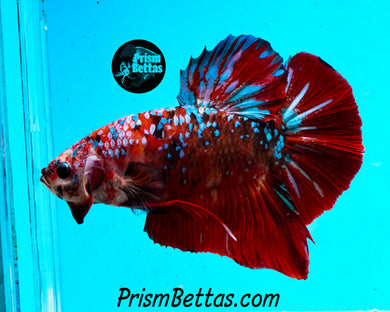 Galaxy Koi Halfmoon Plakat Male