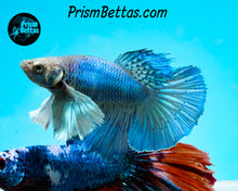 Load image into Gallery viewer, Blue Dumbo Halfmoon Female