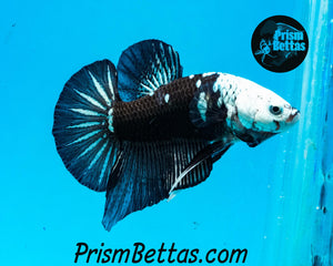 Black Samurai Marble Halfmoon Plakat Male