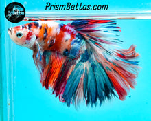 Load image into Gallery viewer, Candy Koi Halfmoon Male
