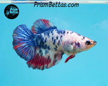 Load image into Gallery viewer, Marble Halfmoon Female