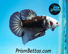 Load image into Gallery viewer, Black Samurai Marble Halfmoon Plakat Male