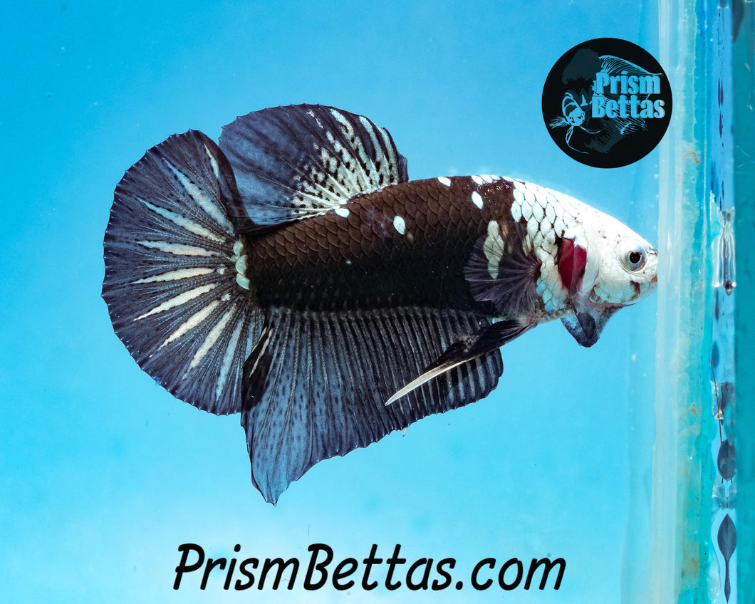 Black Samurai Marble Halfmoon Plakat Male