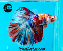 Load image into Gallery viewer, Candy Koi Halfmoon Male