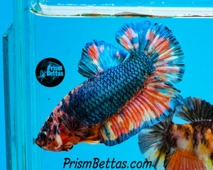 Rainbow Marble Halfmoon Plakat Male