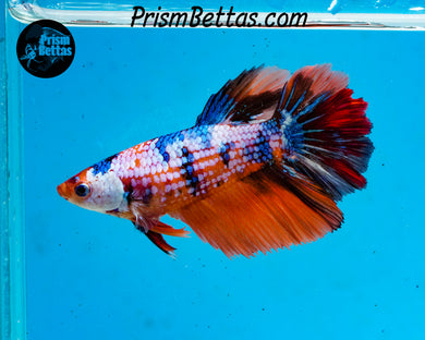 Rainbow Marble Halfmoon Female
