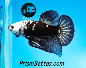 Black Samurai Marble Halfmoon Plakat Male