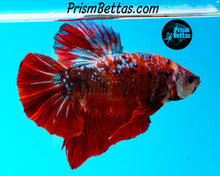 Load image into Gallery viewer, Galaxy Koi Halfmoon Plakat Male