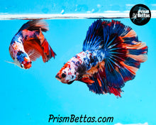 Load image into Gallery viewer, Rainbow Marble Halfmoon Male