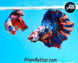 Rainbow Marble Halfmoon Male