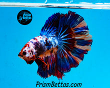 Load image into Gallery viewer, Rainbow Marble Halfmoon Male