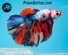 Load image into Gallery viewer, Rainbow Marble Halfmoon Male