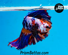Load image into Gallery viewer, Rainbow Marble Halfmoon Male