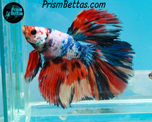 Load image into Gallery viewer, Rainbow Marble Halfmoon Male