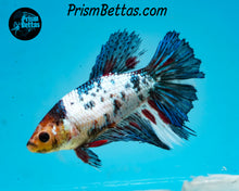 Load image into Gallery viewer, Marble Halfmoon Female