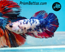 Load image into Gallery viewer, Marble Halfmoon Female