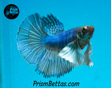 Load image into Gallery viewer, Blue Dumbo Halfmoon Female