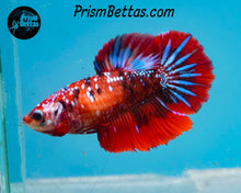 Load image into Gallery viewer, Red Galaxy Koi Halfmoon Female