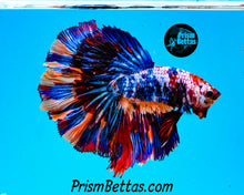 Load image into Gallery viewer, Rainbow Marble Halfmoon Male