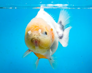 Sakaru Godzilla Shogun Oranda Male (5.5inches) Imported in Thailand