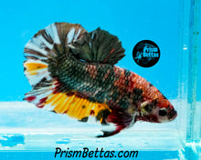 Load image into Gallery viewer, Copper Marble Halfmoon Plakat Male