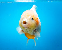 Load image into Gallery viewer, Sakaru Godzilla Shogun Oranda Male (5.5inches) Imported in Thailand