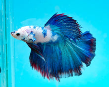 Load image into Gallery viewer, Marble Halfmoon Male