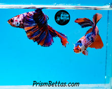 Load image into Gallery viewer, Rainbow Marble Halfmoon Male