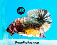 Load image into Gallery viewer, Copper Marble Halfmoon Plakat Male