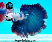 Load image into Gallery viewer, Marble Halfmoon Male