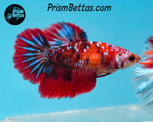 Load image into Gallery viewer, Red Galaxy Koi Halfmoon Female