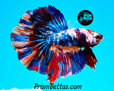 Rainbow Marble Halfmoon Male