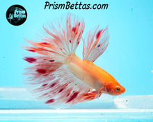 Load image into Gallery viewer, Dalmatian Halfmoon Male
