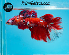 Load image into Gallery viewer, Red Galaxy Koi Halfmoon Male