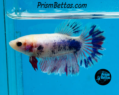 Grizzle Halfmoon Female