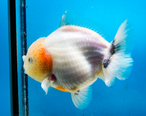 Sakaru Godzilla Shogun Oranda Male (5.5inches) Imported in Thailand
