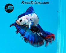 Load image into Gallery viewer, Marble Halfmoon Male