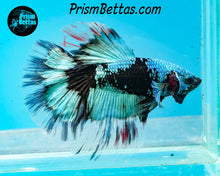 Load image into Gallery viewer, Turquoise Blacklight Marble Halfmoon Male