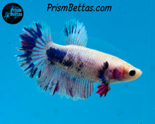 Load image into Gallery viewer, Grizzle Halfmoon Female