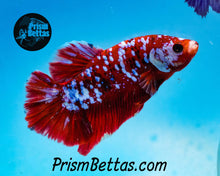 Load image into Gallery viewer, Galaxy Koi Halfmoon Plakat Male