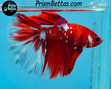 Load image into Gallery viewer, Red Galaxy Koi Halfmoon Male