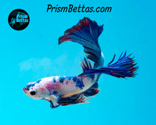 Load image into Gallery viewer, Marble Halfmoon Male