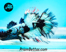 Load image into Gallery viewer, Turquoise Blacklight Marble Halfmoon Male