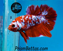 Load image into Gallery viewer, Galaxy Koi Halfmoon Plakat Male